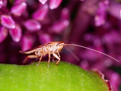 Drymaplaneta heydeniana