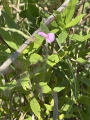 Desmodium illinoense