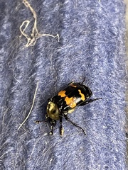 Nicrophorus tomentosus