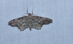 Hypagyrtis piniata