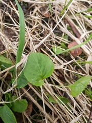 Viola palustris