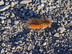 Phragmatobia fuliginosa