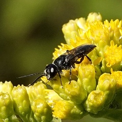 Astata