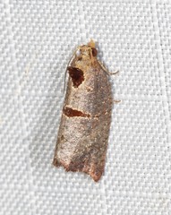 Glyphidoptera insignana