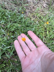 Chrysocephalum apiculatum