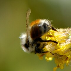 Bombus melanopygus