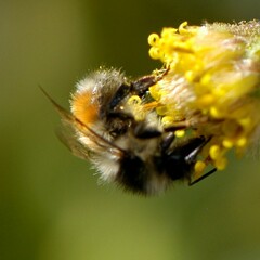 Bombus melanopygus