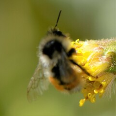Bombus melanopygus