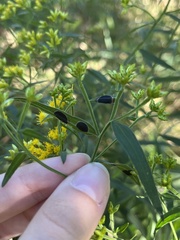 Asteromyia euthamiae