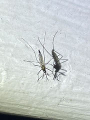 Aedes vexans