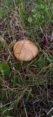 Suillus granulatus