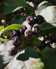 Crataegus chlorosarca