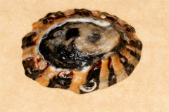 Cellana ornata