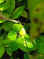 Sphenarium
