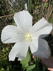 Hibiscus moscheutos