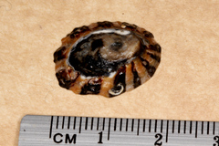Cellana ornata