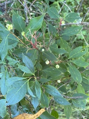 Cornus racemosa