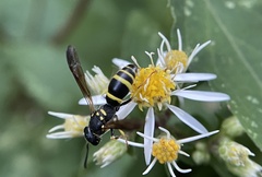 Ancistrocerus adiabatus