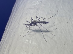 Aedes vexans