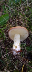 Suillus granulatus