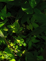 Sphenarium