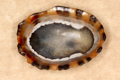 Cellana ornata