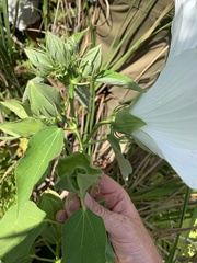 Hibiscus moscheutos