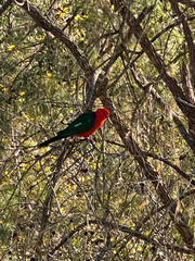 Alisterus scapularis