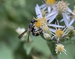 Ancistrocerus adiabatus
