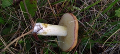 Suillus granulatus
