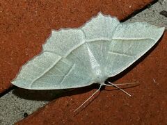 Campaea margaritaria