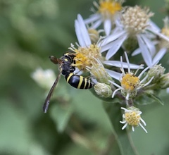 Ancistrocerus adiabatus