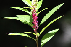 Phytolacca