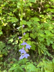 Campanulaceae