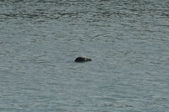 Phoca vitulina richardii