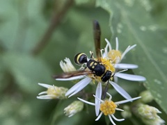 Ancistrocerus adiabatus