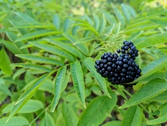 Sambucus ebulus