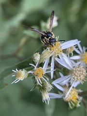Ancistrocerus adiabatus