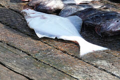 Hippoglossus stenolepis