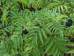 Sambucus ebulus