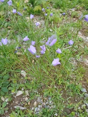 Campanula rotundifolia