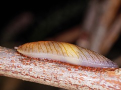 Athoracophorus
