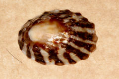 Cellana