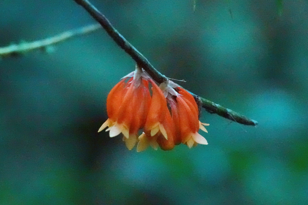 Dendrobium lawesii F.Muell.