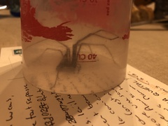 Eratigena atrica