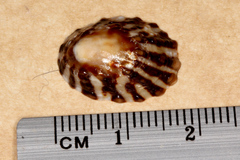 Cellana