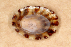 Cellana