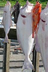 Hippoglossus stenolepis