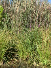 Schoenoplectus tabernaemontani