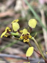 Diuris maculata